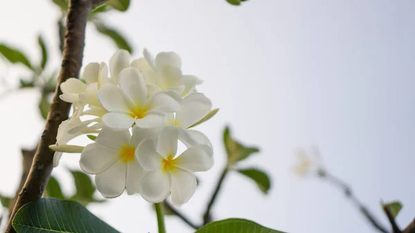 Bouquet Bei Petali Bianchi Gialli Plumeria Fioritura Sfondo Cielo Bianco — Foto Stock