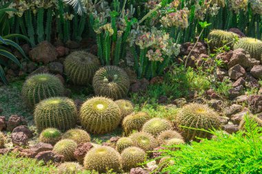 Kaktüs bahçesi, kaktüsler, kumtaşı, yeşil yapraklar bitki ve çalılarla süslenmiş. 