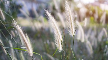 Softhy fluffy white petals of flowering Desho grass, known as Pennisetum pedicellatum plant, blooming under sunlight evening on blurred  clipart