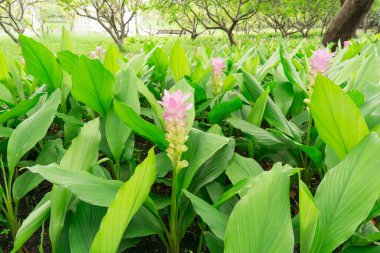 Mor yapraklar tarlası. Yeşil yapraklar üzerinde büyüyen Siyam lalesi. Yaz lalesi olarak bilinir.