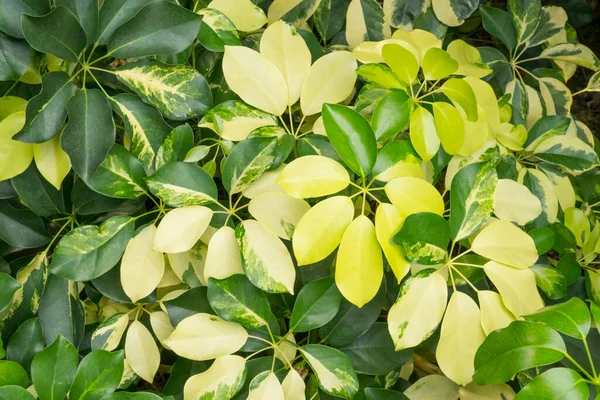 Cüce Şemsiye bitkisinin yapraklarındaki pigmentasyonun çeşitliliği, Ahtapot ağacı olarak da bilinir, Araliaceae familyasının çiçek açan tropikal bitkisidir.