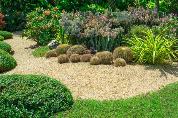 Schöner Kleiner Kiesgarten Der Mitte Hellbrauner Kieselstein Brauner Stein Kaktus — Stockfoto