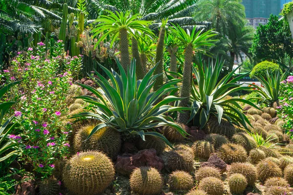 Güzel kaktüs bahçesi, kaktüsler, Agave, kahverengi kum taşı, palmiye yaprakları ve arka planda çalılarla süslenmiş.