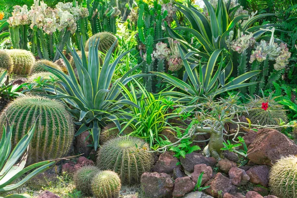 Güzel kaktüs bahçesi, kaktüslerle süslenmiş, Agave, dikenli taç, kahverengi kum taşı, arka planda yeşil yapraklar...