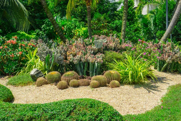 Schöner Kakteengarten Dekoriert Mit Kakteen Hellbraunem Kieselstein Der Mitte Grauem — Stockfoto