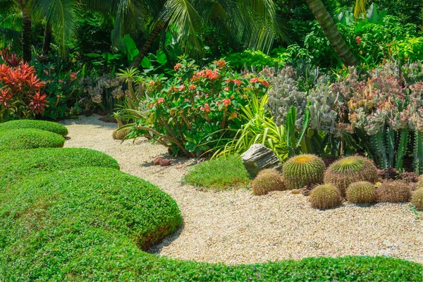 Schöner Kakteengarten Dekoriert Mit Kakteen Hellbraunem Kieselstein Der Mitte Grauem — Stockfoto