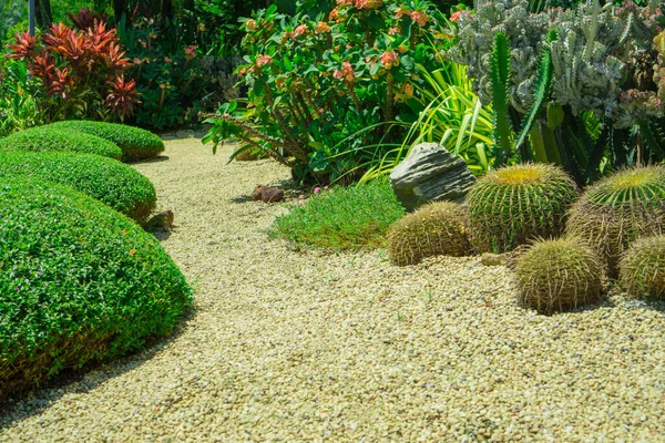 Schöner Kleiner Kiesgarten Der Mitte Hellbrauner Kieselstein Brauner Stein Kaktus — Stockfoto