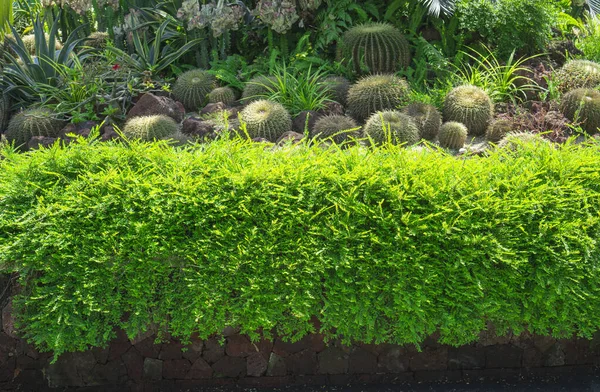 Piękny Mały Ogród Kaktusowy Ozdobiony Kaktusami Agave Brązowy Piasek Kamienny — Zdjęcie stockowe