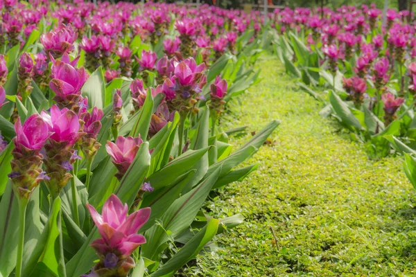 Field of purple petals Siam tulip blossom on green leaves know as summer tulip