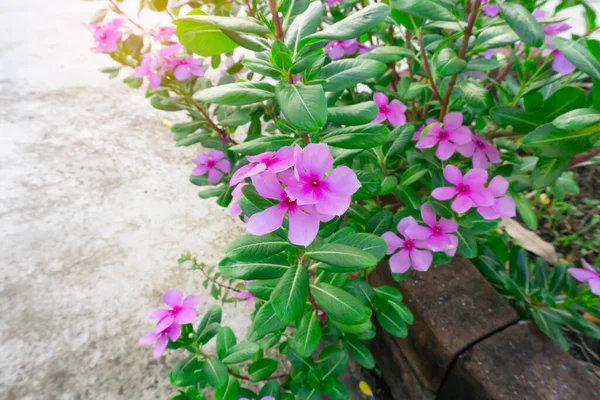 Hermosos Pétalos Rosados Perwinkle Las Indias Occidentales Con Hojas Ovaladas — Foto de Stock