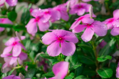 Batı Hindistan 'ın güzel pembe taç yaprakları su damlacıkları ve yeşil oval yapraklarla süslenir, diğer isimler Madagaskar menekşesi, Pinkle-pinkle, yaşlı kız kurusu ve cayenne yasemin olarak bilinir. 
