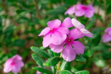 Batı Hindistan 'ın güzel pembe taç yaprakları su damlacıkları ve yeşil parlak oval yapraklarla perçin renginde, diğer adları Madagaskar menekşesi, Pinkle-pinkle, yaşlı kız kurusu ve cayenne yasemin. 