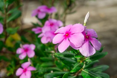 Batı Hindistan 'ın güzel pembe taç yaprakları su damlacıkları ve yeşil parlak oval yapraklarla perçin renginde, diğer adları Madagaskar menekşesi, Pinkle-pinkle, yaşlı kız kurusu ve cayenne yasemin. 