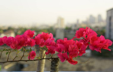 Bulanık şehrin arka planında bir demet güzel kırmızı Bougianvillea yaprağı                                