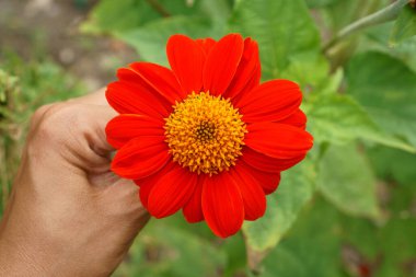 Beautiful orange petals of Mexican sunflower in a hand on blurred green leaves, it's flowering plant in Asteraceae family, known as the tree marigold or Japanese sunflower, native to Mexico city                                                         clipart