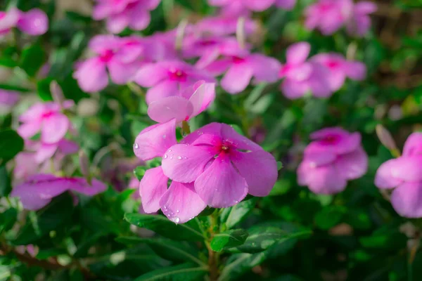 Vackra Mjuka Rosa Kronblad Västindiska Perwinkle Med Vattendroppar Och Gröna — Stockfoto