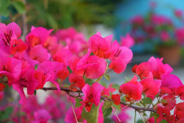 Кучка Красивых Красных Лепестков Bougianvillea Размытом Голубом Фоне — стоковое фото