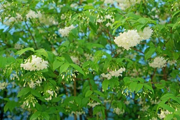 Piękny Ogród Gałęzi Drobne Białe Płatki Krzew Wrightia Zielonym Tle — Zdjęcie stockowe