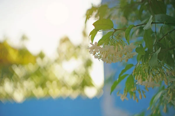柔らかい美しさの枝小柄な白い花弁ぼやけた心の上の右側の開花と香りの低木光の背景 — ストック写真