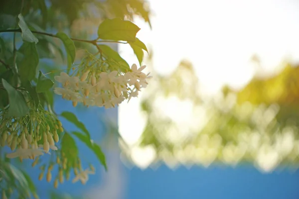 柔らかい美しさの枝小柄な白い花弁ぼやけた心の中に右側の開花低木光の背景 — ストック写真