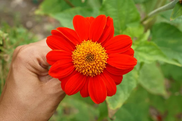 Meksika ayçiçeğinin güzel portakal yaprakları bulanık yeşil yapraklar üzerinde, Asteraceae ailesinde çiçek açan bir bitki, ağaç kadife çiçeği ya da Japon ayçiçeği olarak bilinir, Meksika 'ya özgü.                                                        