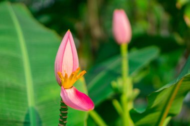 Muz çiçeğinin yeşil yapraklı pembe yaprakları, Musa ornata olarak da bilinen paralel venasyon yaprağı deseni.