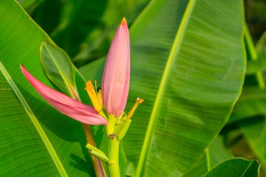 Küçük çiğ yeşil meyveli pembe muz çiçeği ve Musa ornata tropikal çiçekli bitki olarak bilinen paralel venasyon yaprağı deseni.