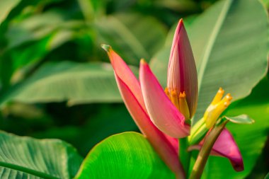 Muz çiçeğinin pembe taç yaprakları, küçük yeşil çiğ meyveler ve labirent paralel venasyon yaprağı deseni, Musa ornata olarak bilinir.