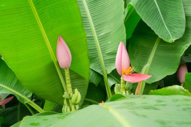 Çiçek açan muzların pembe yaprakları küçük ham meyveler ve Musa ornata tropikal bitkisi olarak bilinen paralel venasyon yaprağı deseni ile çiçek açıyor.