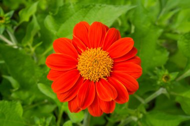 Beautiful vivid red petals of Mexican sunflower is flowering plant in Asteraceae family, known as the tree marigold or Japanese sunflower, native to Mexico city  clipart