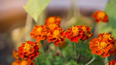Orange petals of Fresh Marigold is an annaul flowering plant in Daisy family, native to Mexico and Guatamala clipart