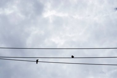 Elektrik kablolarındaki iki kuş ve gökyüzündeki yumuşak kabarık beyaz bulutların dalgası olan Cirrocumulus arka planda yüksek rakımlı troposferik bulutlardır.