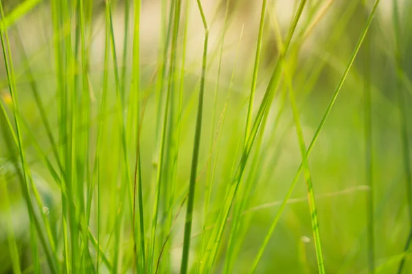 Zachte Frisse Groene Bladeren Van Crimson Fountaingrass Bewegen Met Wind — Stockfoto