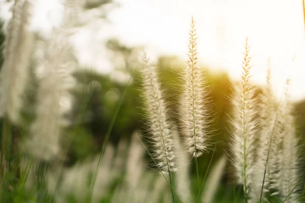 開花の柔らかいふわふわの白い花弁クリムゾン ファウンテングラス Pennisetum Setaceum Plant として知られており ぼやけた背景に日光の夜の下で開花する — ストック写真