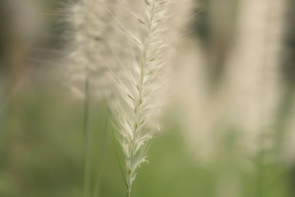 Zachte Pluizige Witte Bloemblaadjes Van Bloeiende Crimson Fountaingrass Bekend Als — Stockfoto