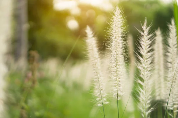 開花の柔らかいふわふわの白い花弁クリムゾン ファウンテングラス Pennisetum Setaceum Plant として知られており ぼやけた背景に日光の夜の下で開花する — ストック写真