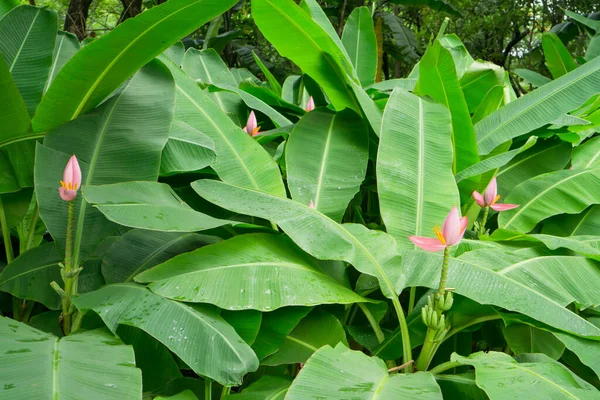 Roze Bloemblaadjes Van Bloeiende Banaan Bloeien Met Kleine Rauwe Vruchten — Stockfoto