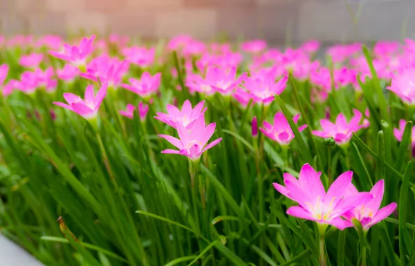 Pequenas Pétalas Lírio Chuva Rosa Suaves Folha Linear Verde Fresca — Fotografia de Stock