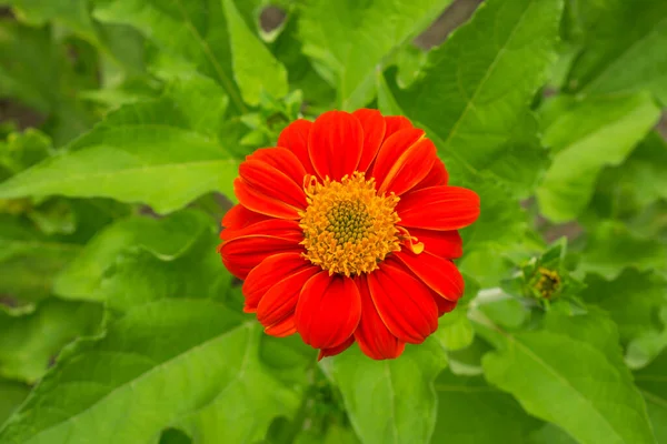 Piękne Żywe Czerwone Płatki Meksykańskiego Słonecznika Jest Kwitnąca Roślina Rodzinie — Zdjęcie stockowe