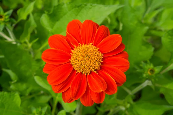 Meksika ayçiçeğinin güzel kırmızı taç yaprakları, Asteraceae ailesinde çiçek açan bir bitkidir. Asteraceae kadife ağacı ya da Japon ayçiçeği olarak da bilinir. 