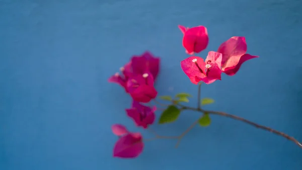 Bunches Beautiful Pink Bougianvillea Petals Petite White Pistils Blurry Blue — Stock Photo, Image