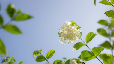 Güzellik dalları küçük beyaz yapraklar Wrightia çiçekli çalılık güneş ışığı altında yeşil yaprak çiçek ve bulanık mavi gökyüzü beyaz bulutlar arka plan, bir bahçede güzel kokulu bitki       