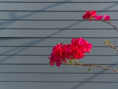 Bougainvillea çiçeğinin bir grup kırmızı yaprağı gri renkli ahşap arka planda çiçek açıyor.
