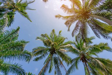 Hindistan cevizi yeşili yapraklar, gri gövde ve beyaz bulutların altında meyveler mavi gökyüzü ve yumuşak turuncu ışık