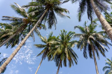 Hindistan cevizi yeşili yapraklar, gri gövde ve yüksek gövde beyaz bulutların altında meyveler ve mavi gökyüzü