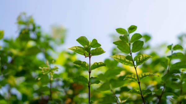 Ramas Hojas Verdes Del Arbusto Floreciente Wrightia Sobre Fondo Cielo —  Fotos de Stock