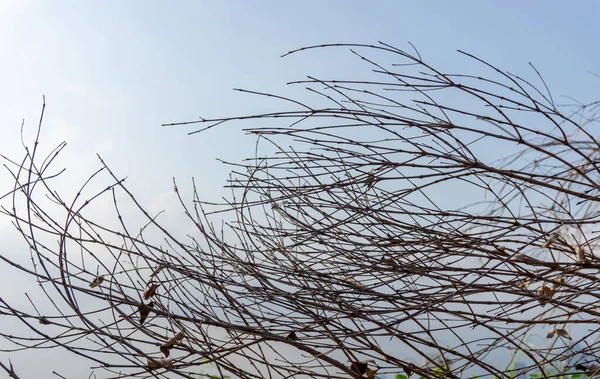 Braune Trockene Äste Und Zweige Des Baumes Unter Blauem Himmel — Stockfoto