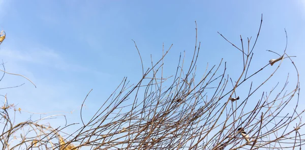 Braune Trockene Äste Und Zweige Des Baumes Unter Blauem Himmel — Stockfoto