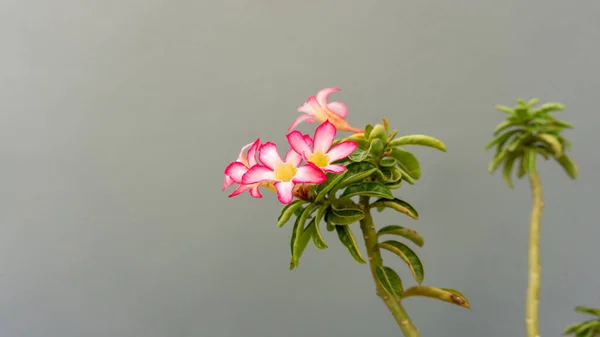 Ramas Pétalos Rosados Planta Flor Adenio Flor Rosa Del Desierto — Foto de Stock