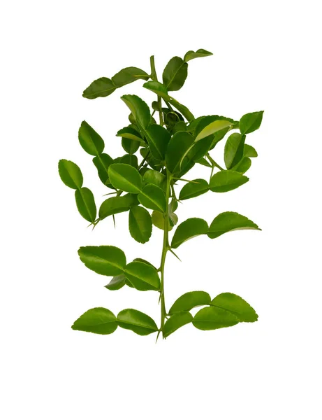 Greenery Branches Kaffir Lime Leaves Plant Know Makrut Vegetable Thai — Stock Photo, Image